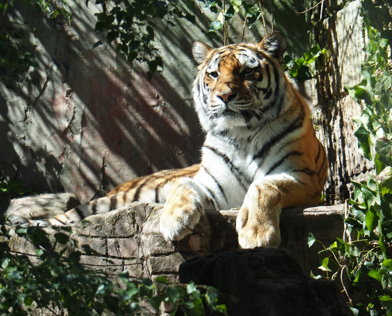 Siberian tiger (Panthera tigris tigris)