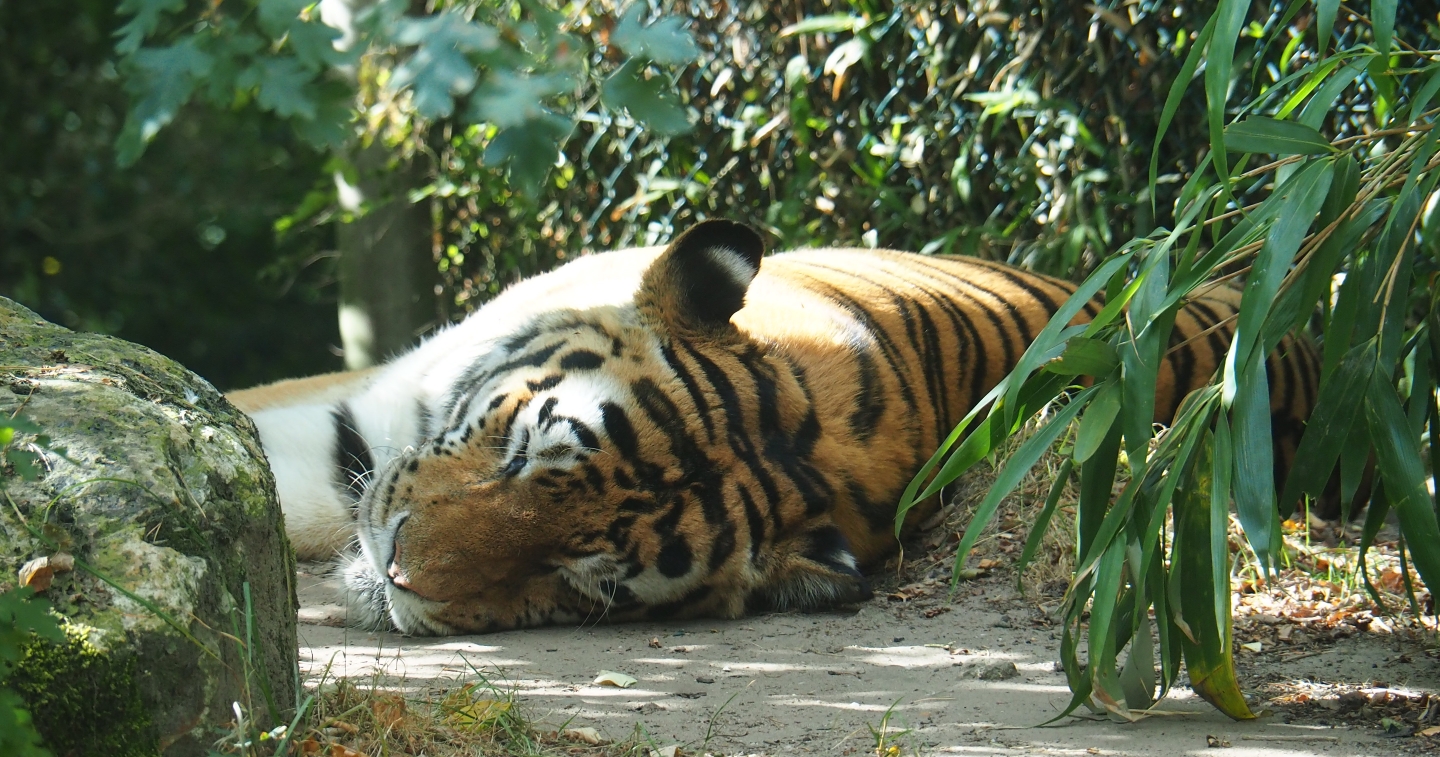 Siberian tiger (Panthera tigris tigris)