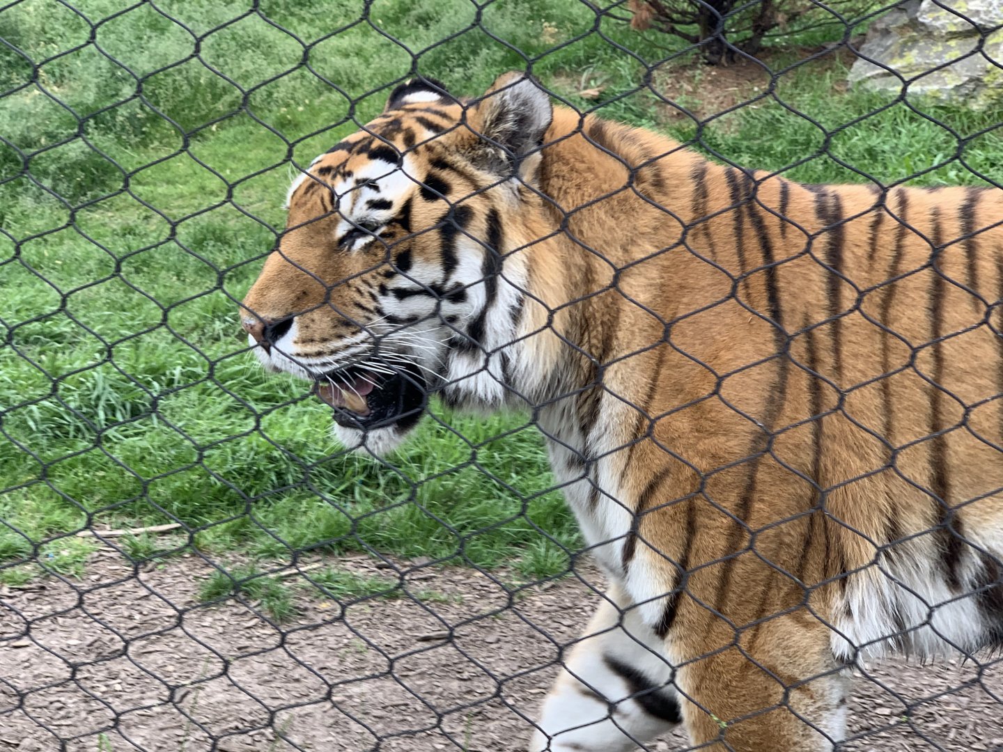 Siberian Tiger (Panthera tigris tigris)