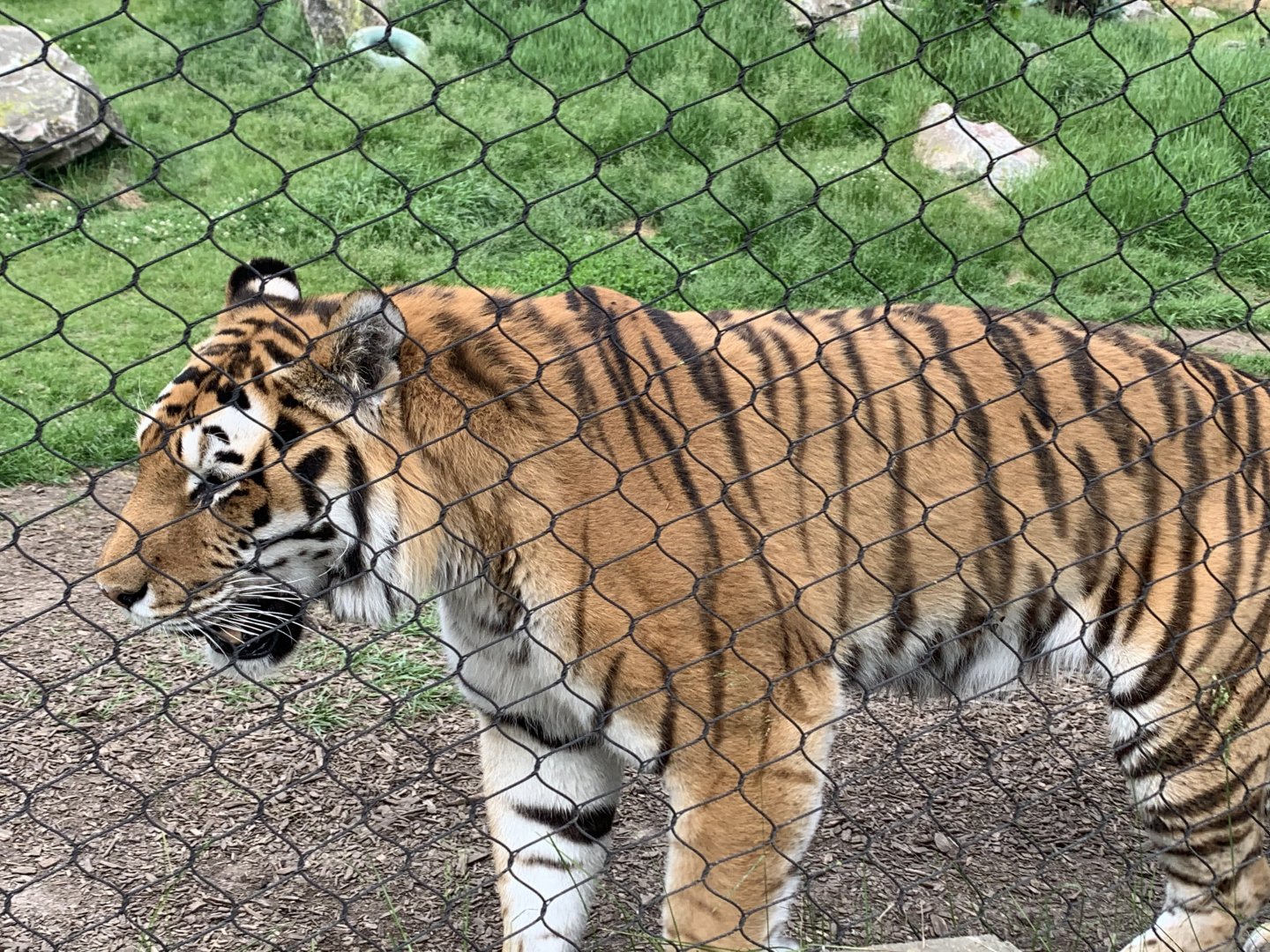 Siberian Tiger (Panthera tigris tigris)
