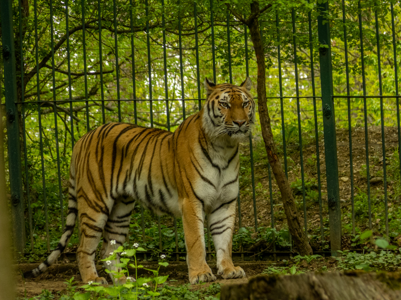 Siberian tiger (Panthera tigris tigris)