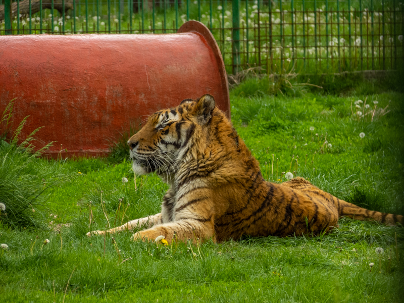 Siberian tiger (Panthera tigris tigris)