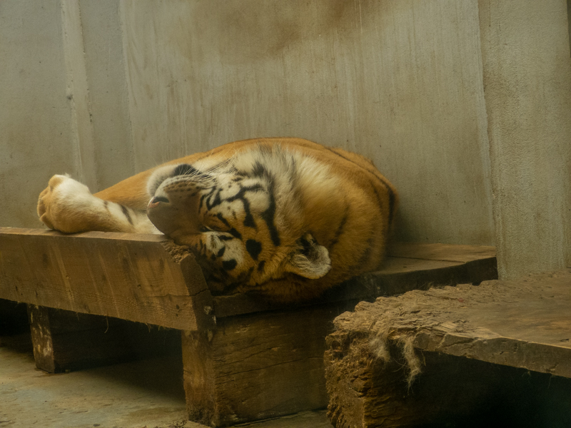 Siberian tiger (Panthera tigris tigris)
