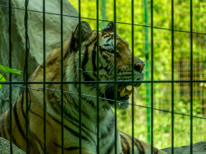 Siberian tiger (Panthera tigris tigris)