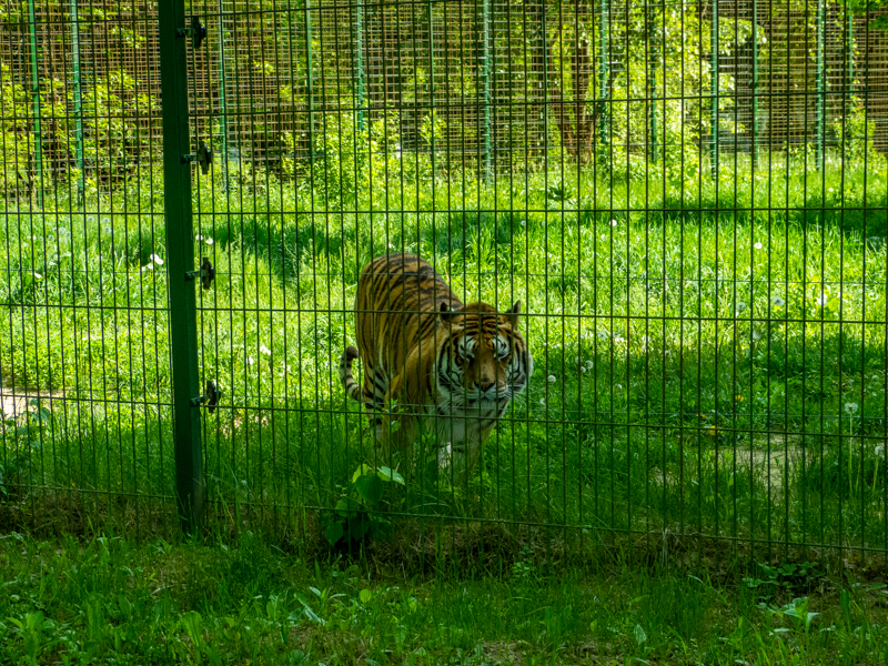 Siberian tiger (Panthera tigris tigris)