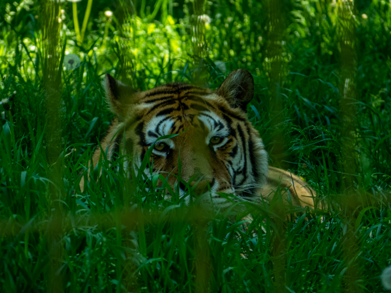 Siberian tiger (Panthera tigris tigris)