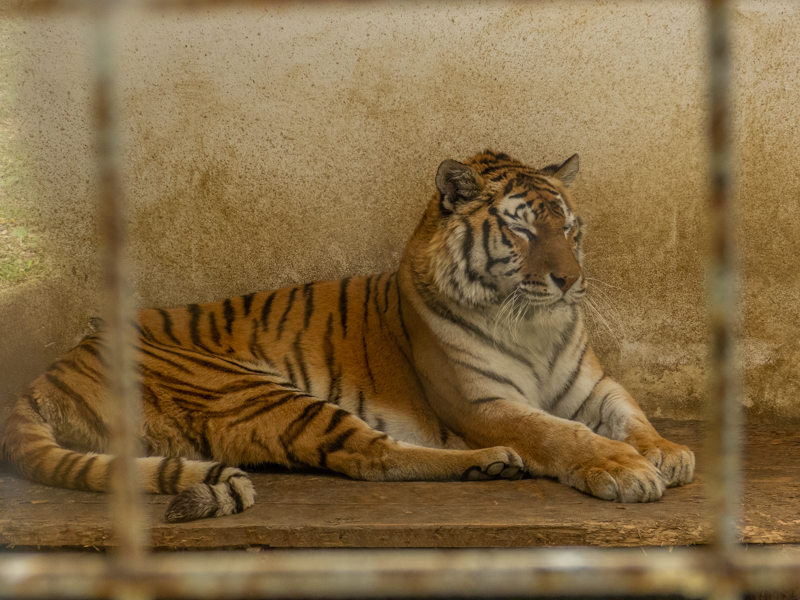 Siberian Tiger (Panthera tigris tigris)