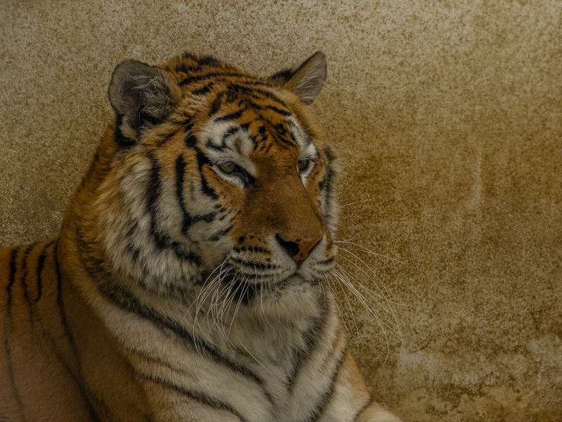 Siberian Tiger (Panthera tigris tigris)