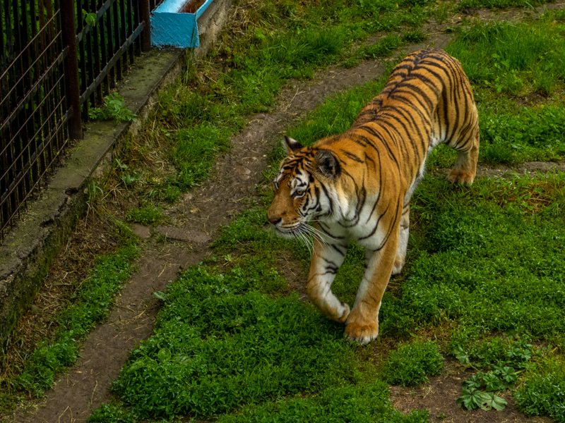 Siberian tiger (Panthera tigris tigris)