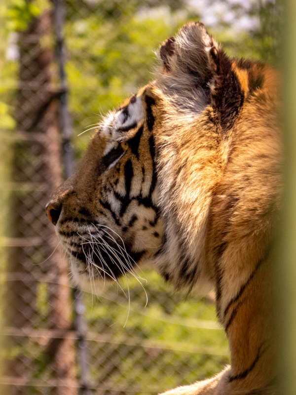 Siberian Tiger (Panthera tigris tigris)