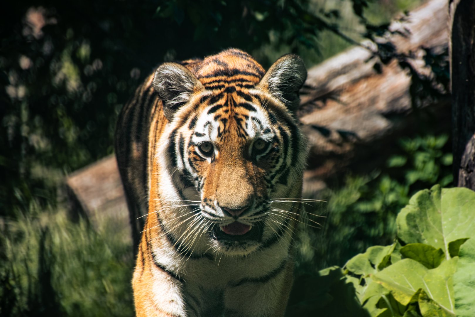 Siberian tiger (Panthera tigris)