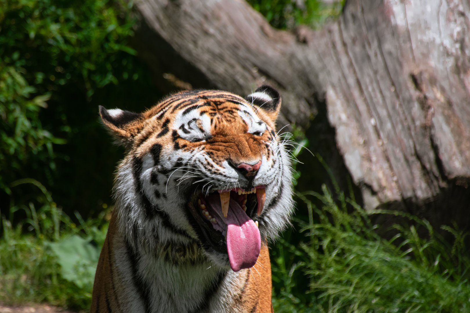 Siberian tiger (Panthera tigris)