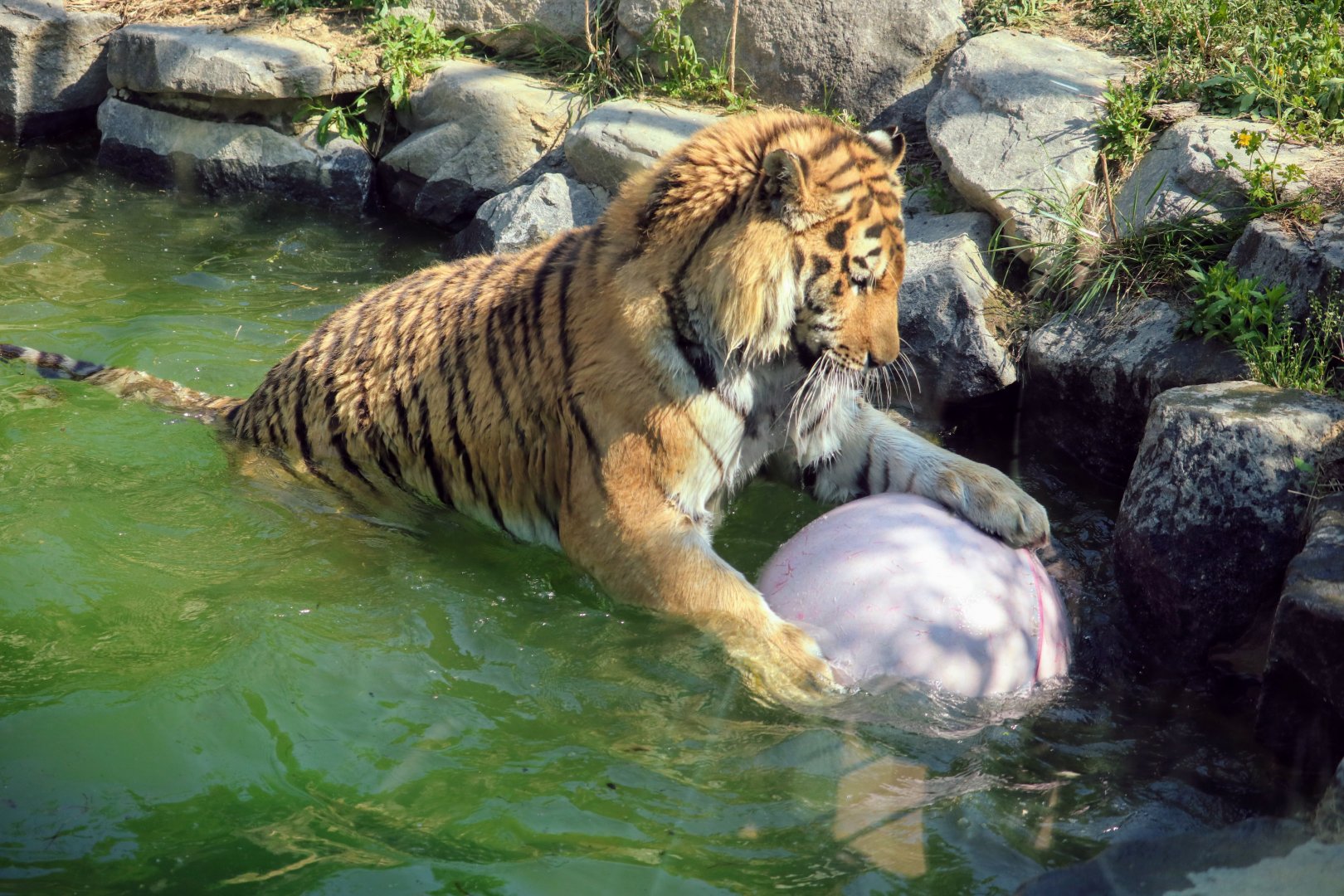 Siberian Tiger playing