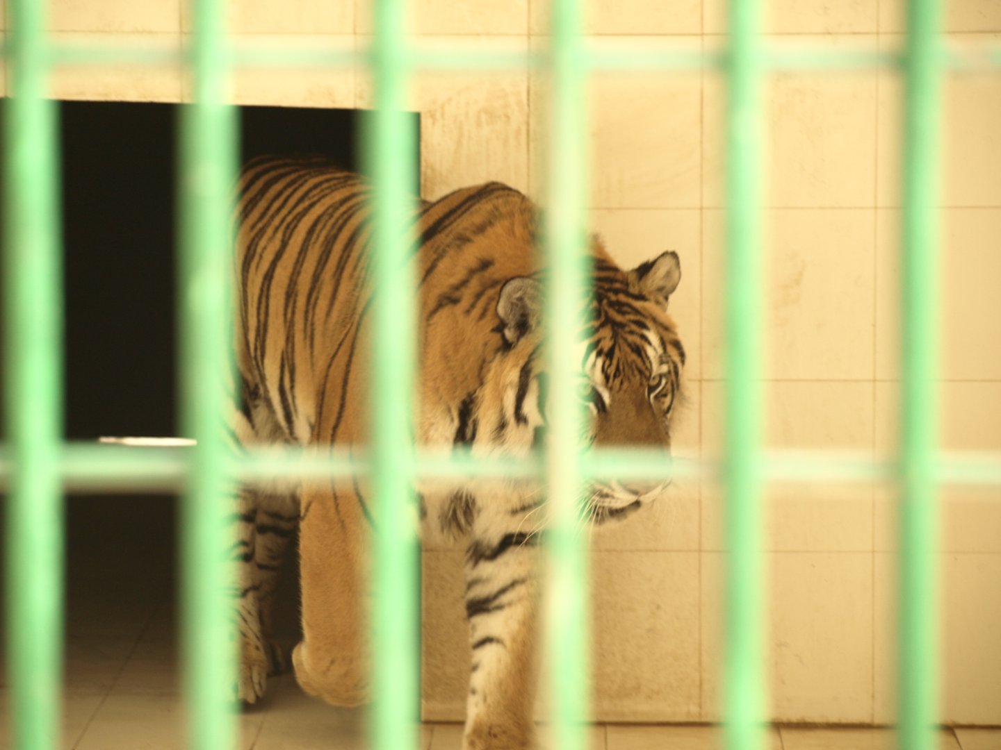 Siberian tiger 'Rocky' - Bansra Gali Wildlife Park 10/7/2018