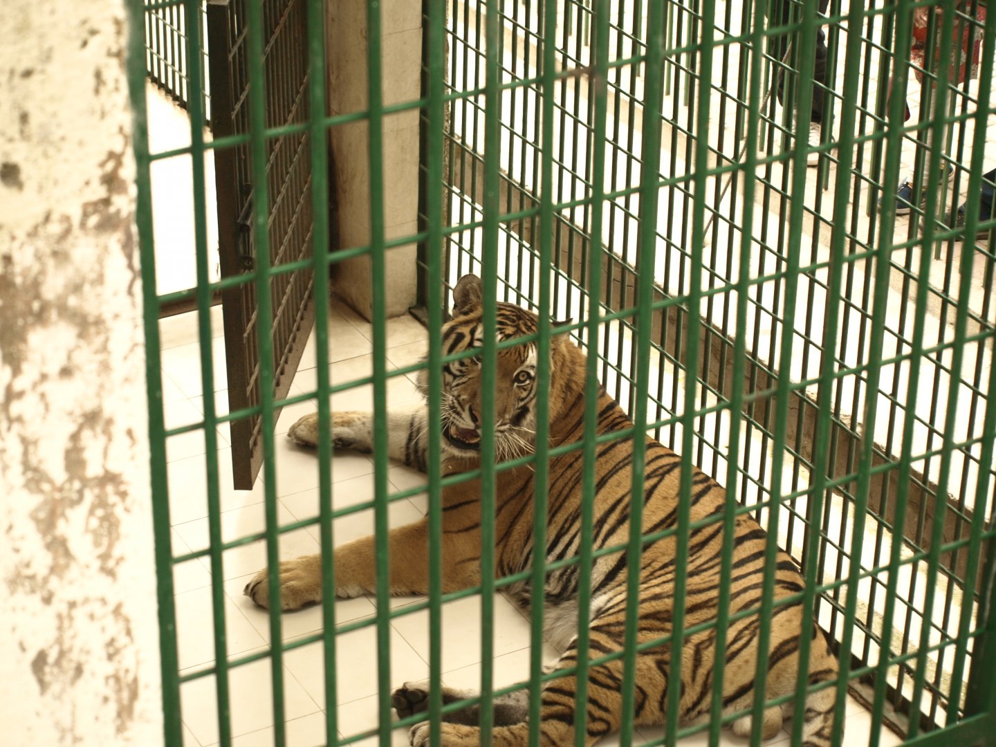 Siberian tiger 'Rocky' - Bansra Gali Wildlife Park 10/7/2018