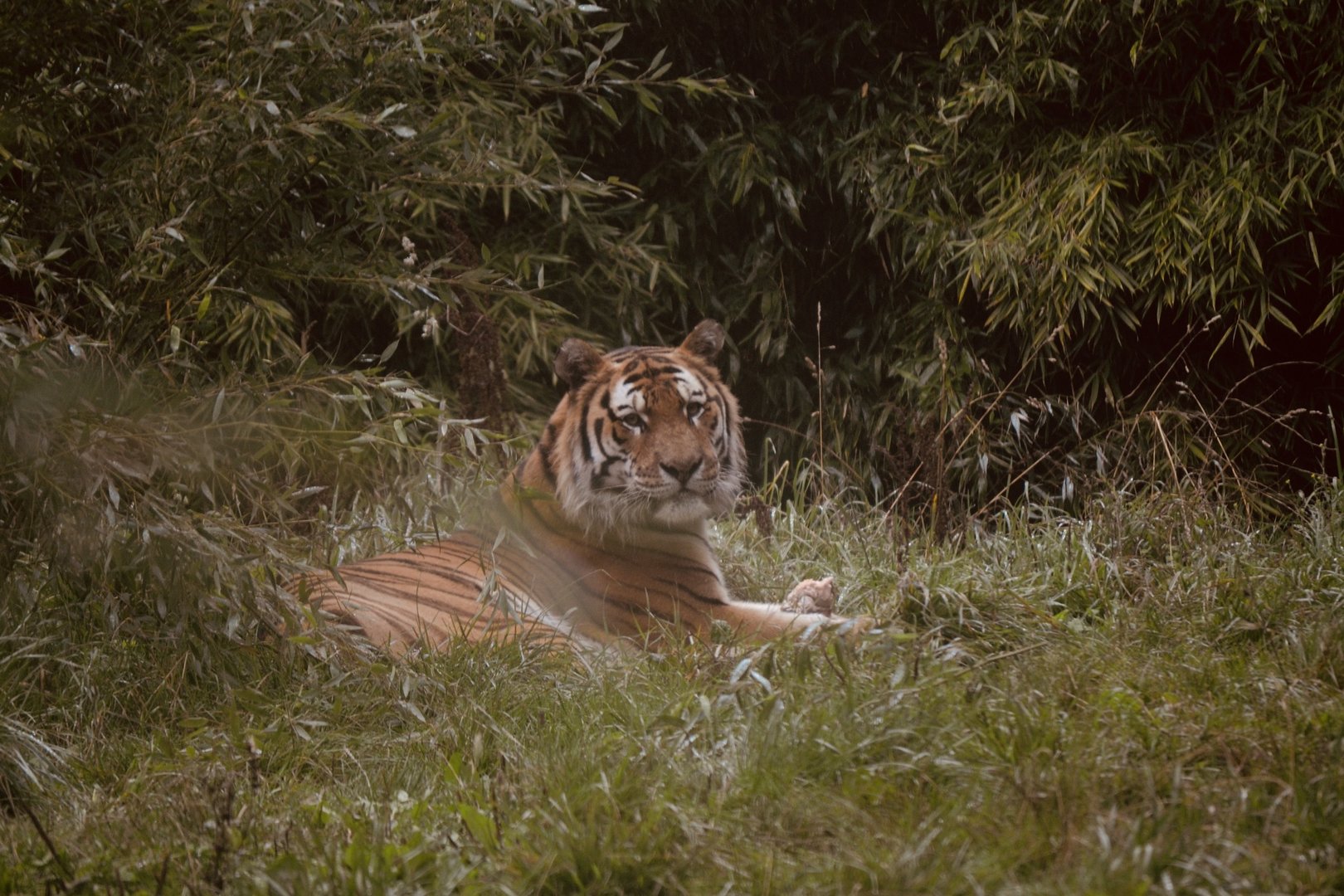 Siberian Tiger - Sept 2022