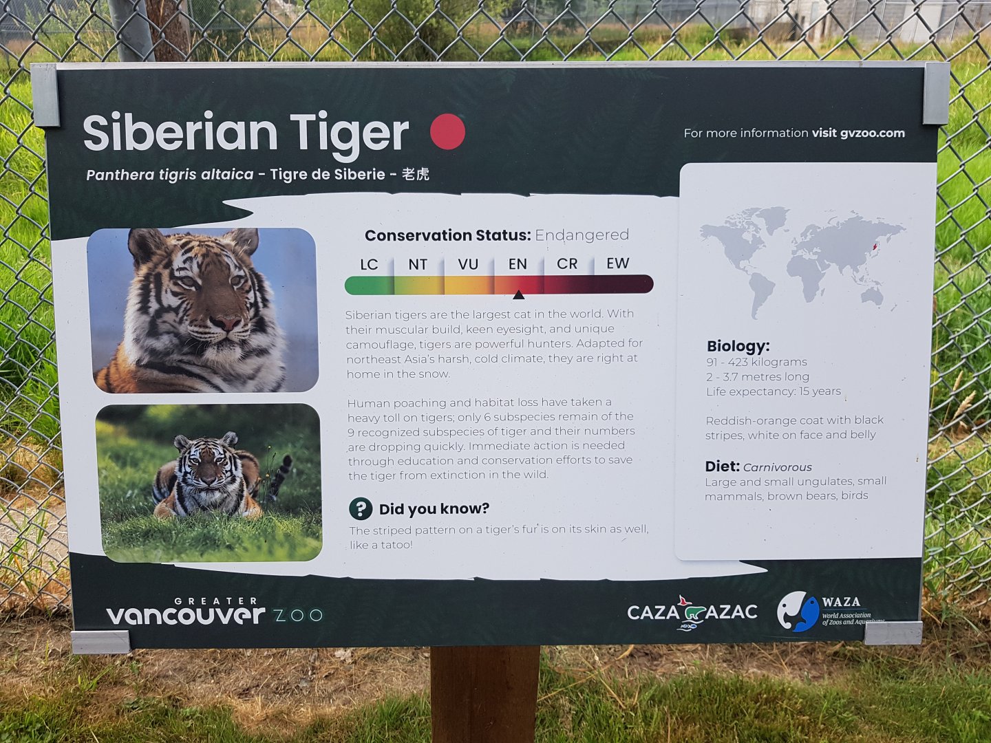 Siberian Tiger Sign