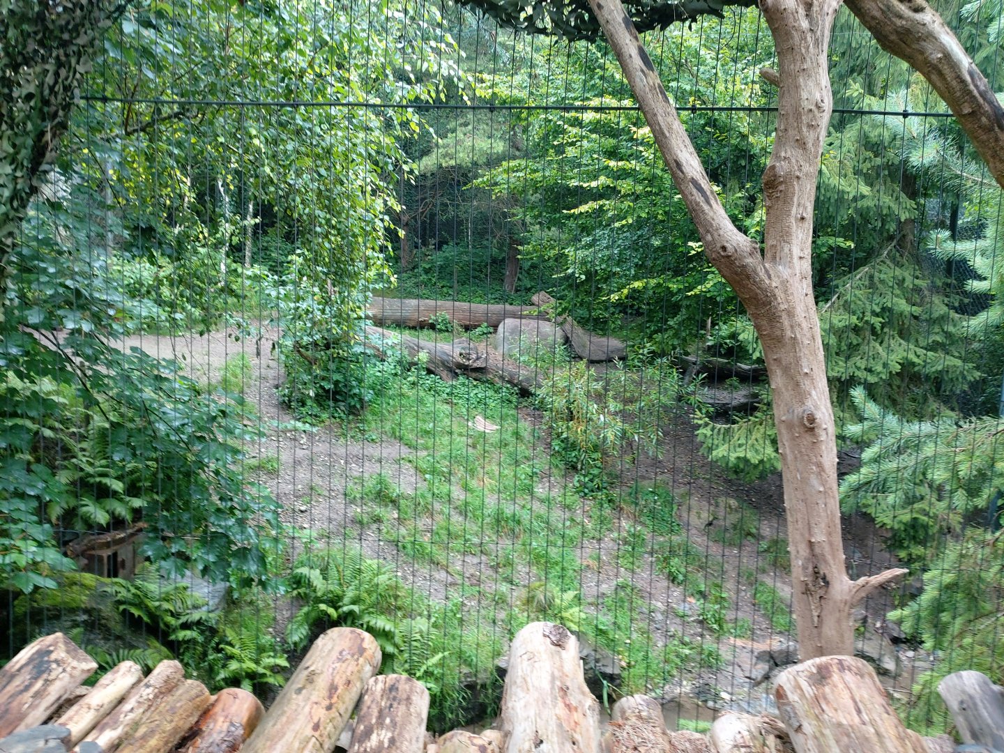 Siberian tiger smaller enclosure