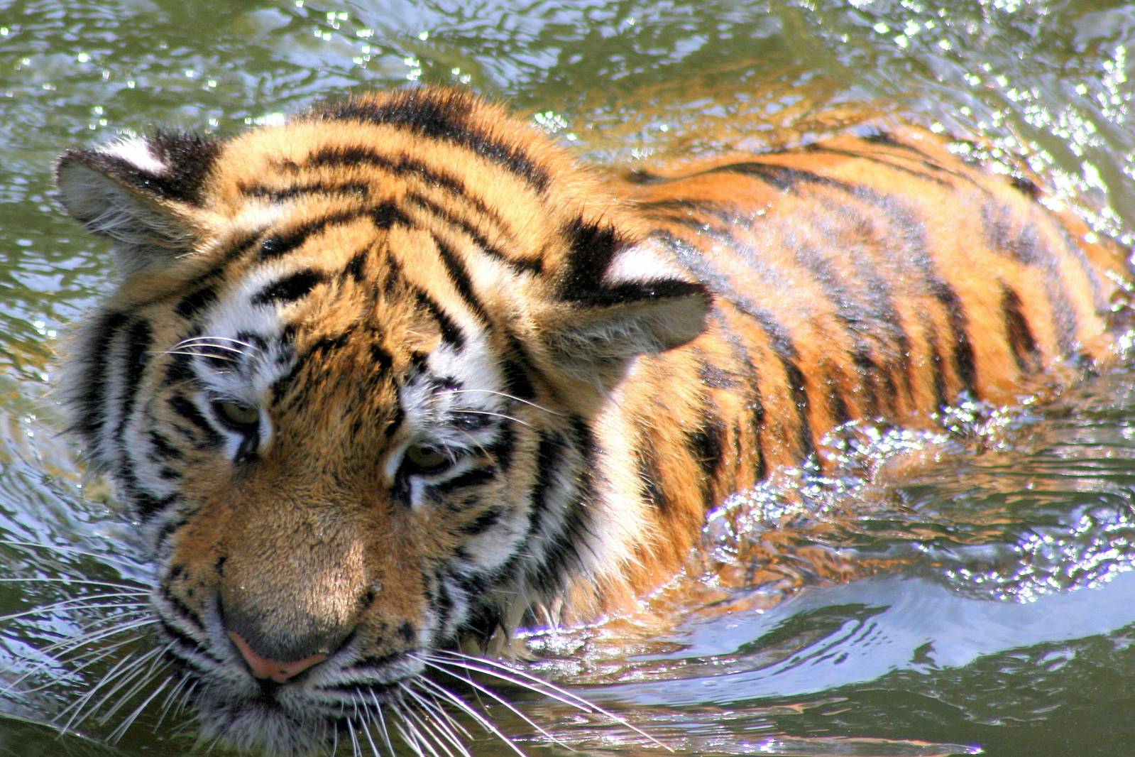 Siberian tiger swimming; Cologne; 5th September 2014
