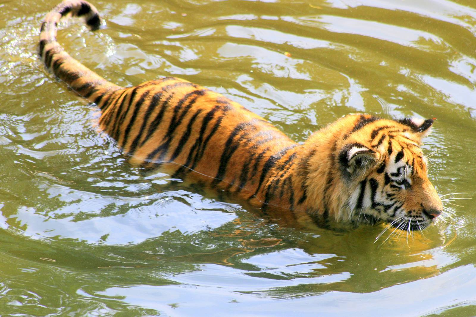 Siberian tiger swimming; Cologne; 5th September 2014