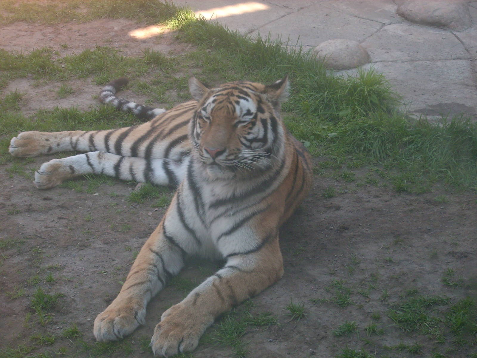 siberian tiger tiger world kolmården zoo
