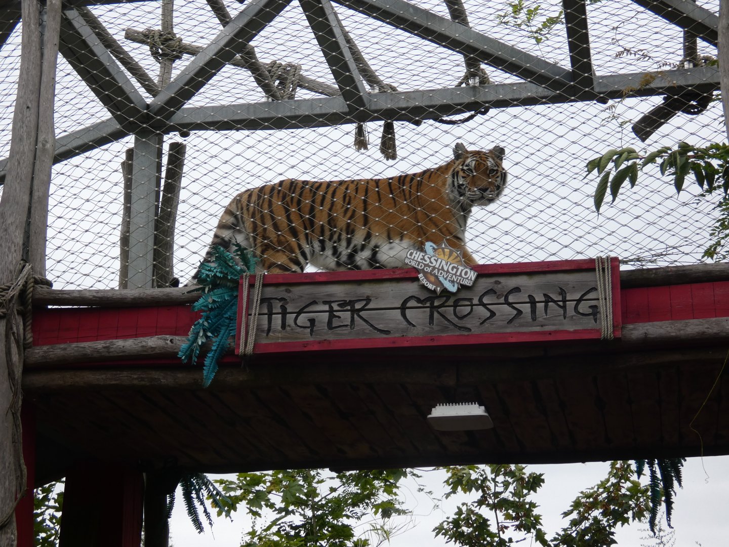 Siberian tiger using the tunnel