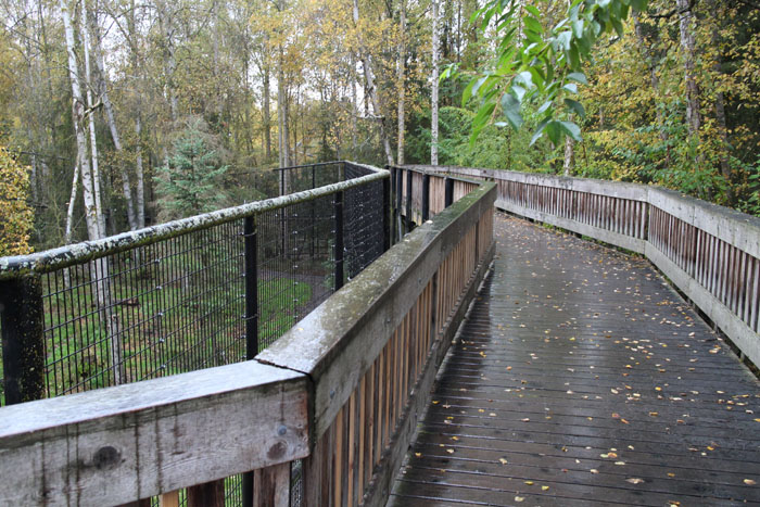 siberian tiger viewing