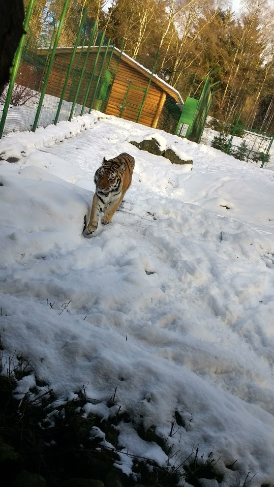 Siberian tiger walking in the snow