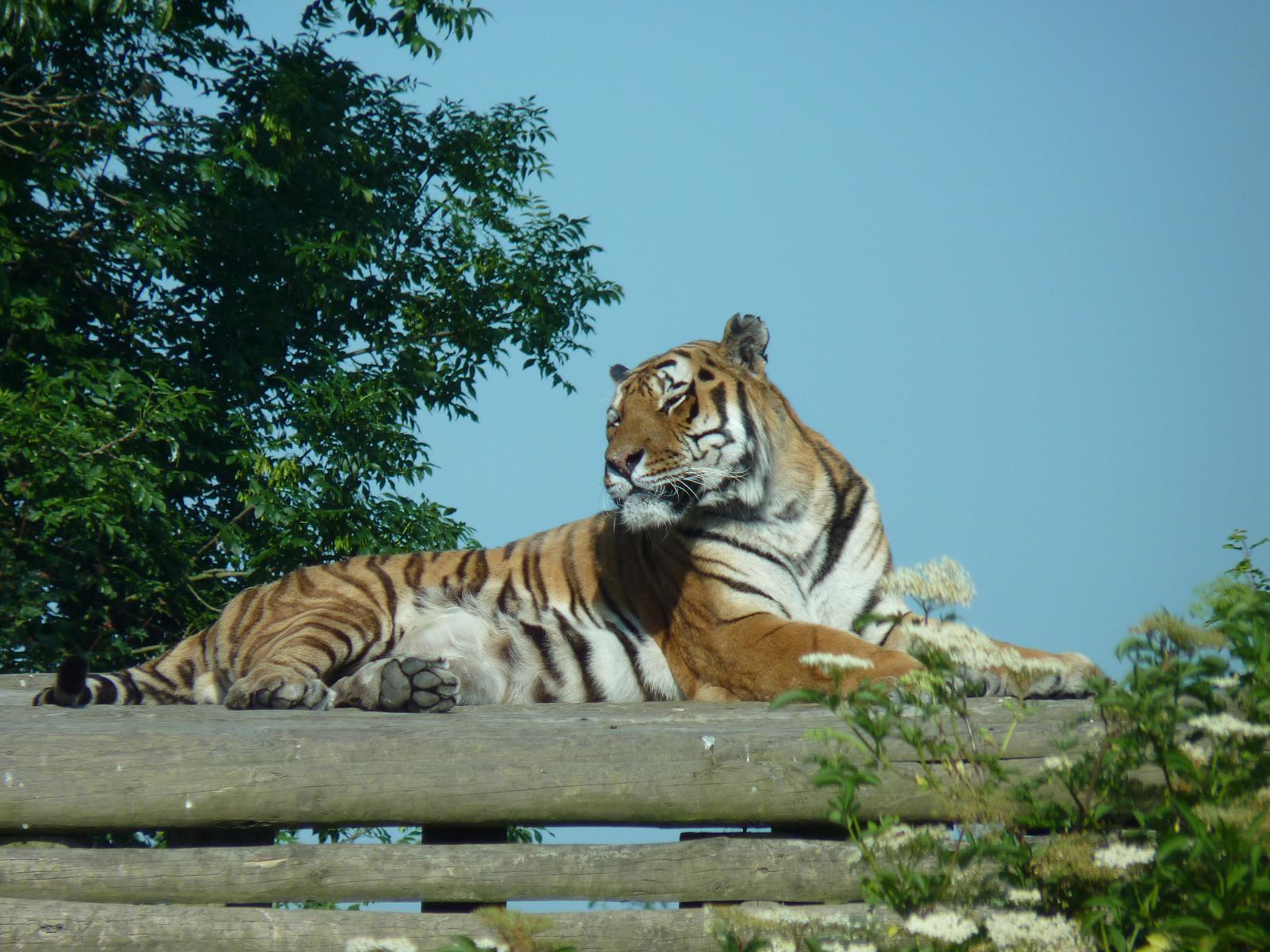 Siberian Tiger
