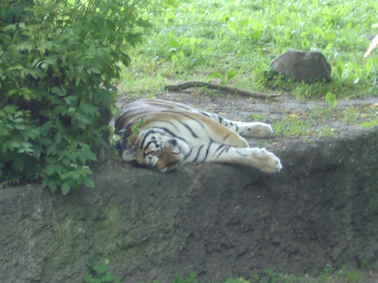 Siberian tiger