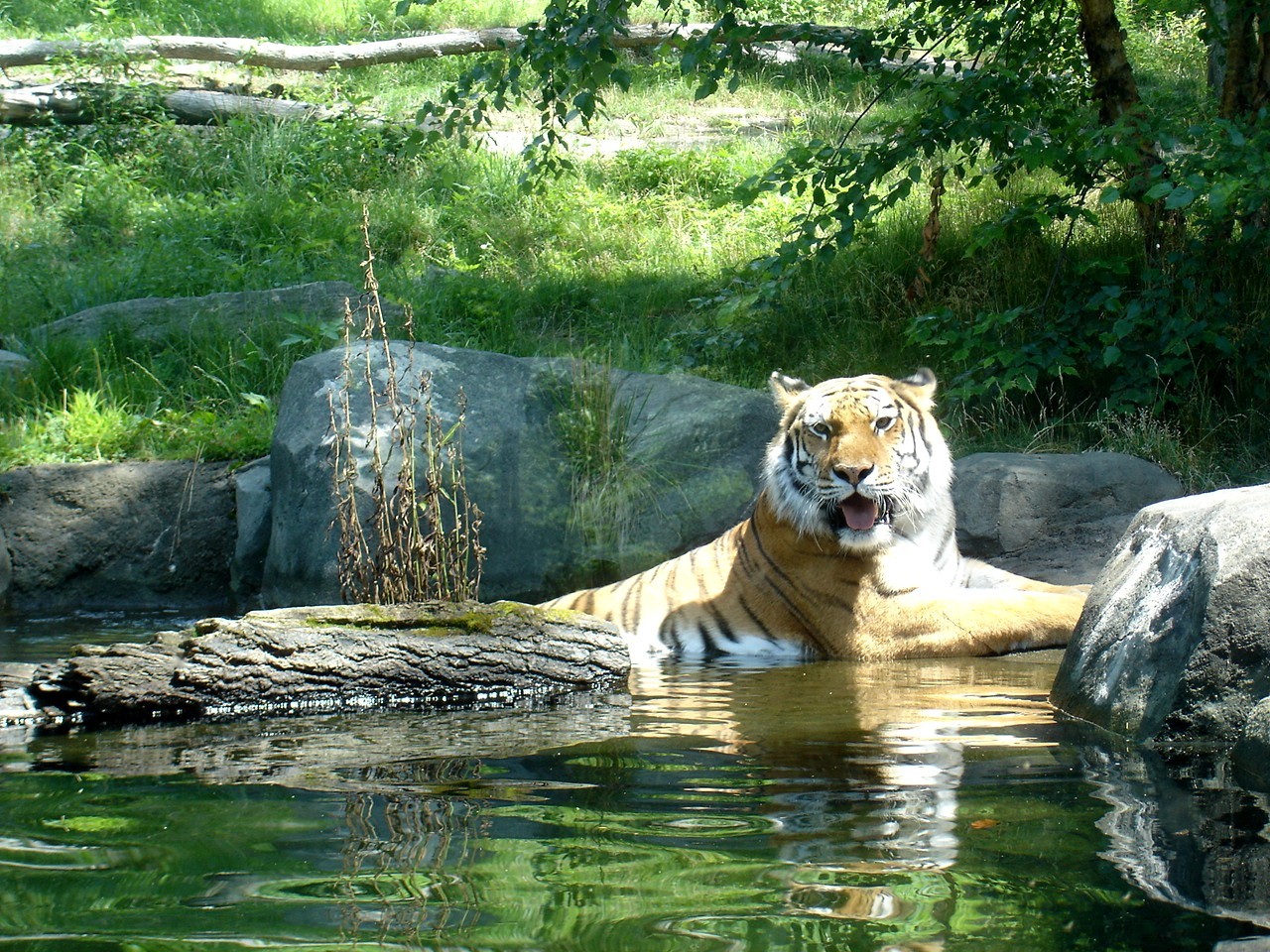 Siberian tiger