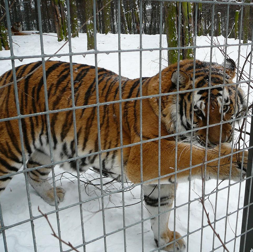 Siberian Tiger