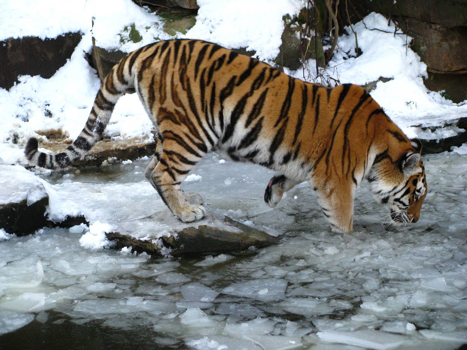 Siberian Tiger