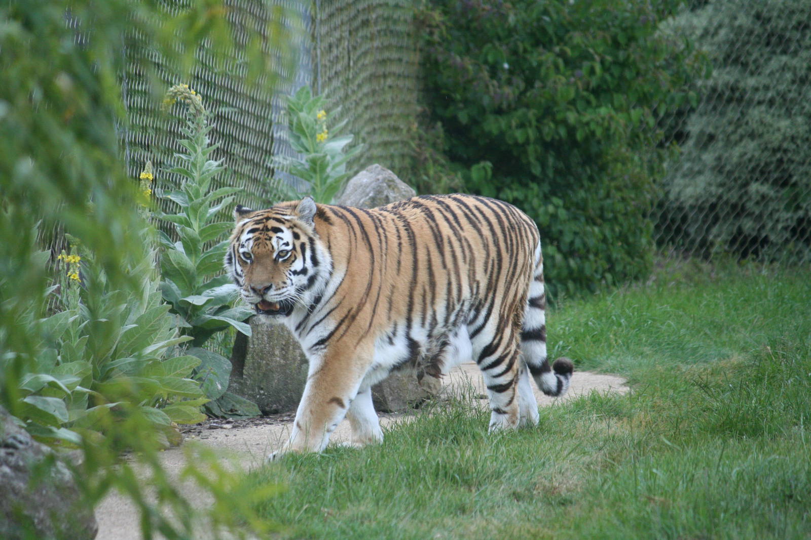 Siberian tiger