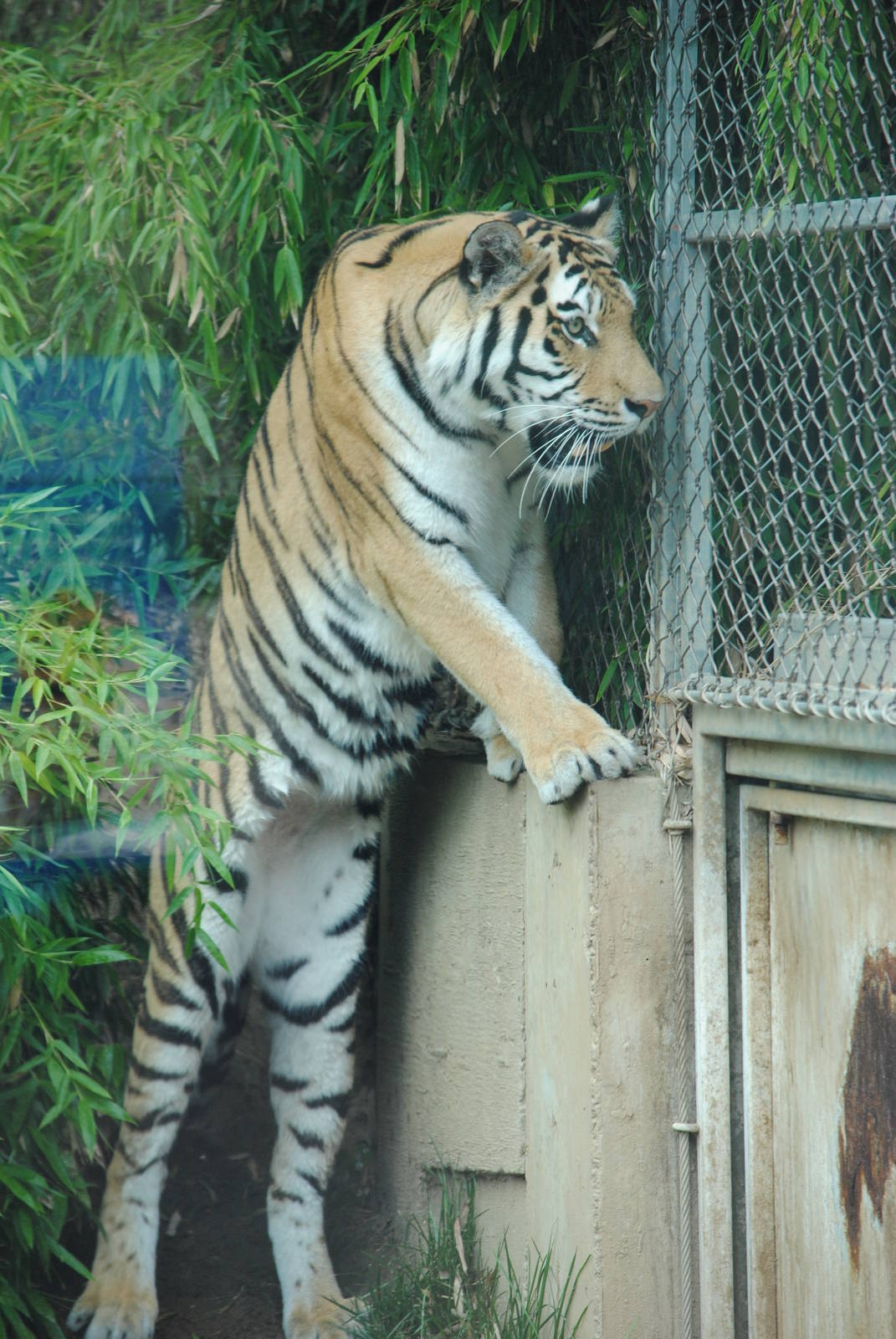 Siberian Tiger