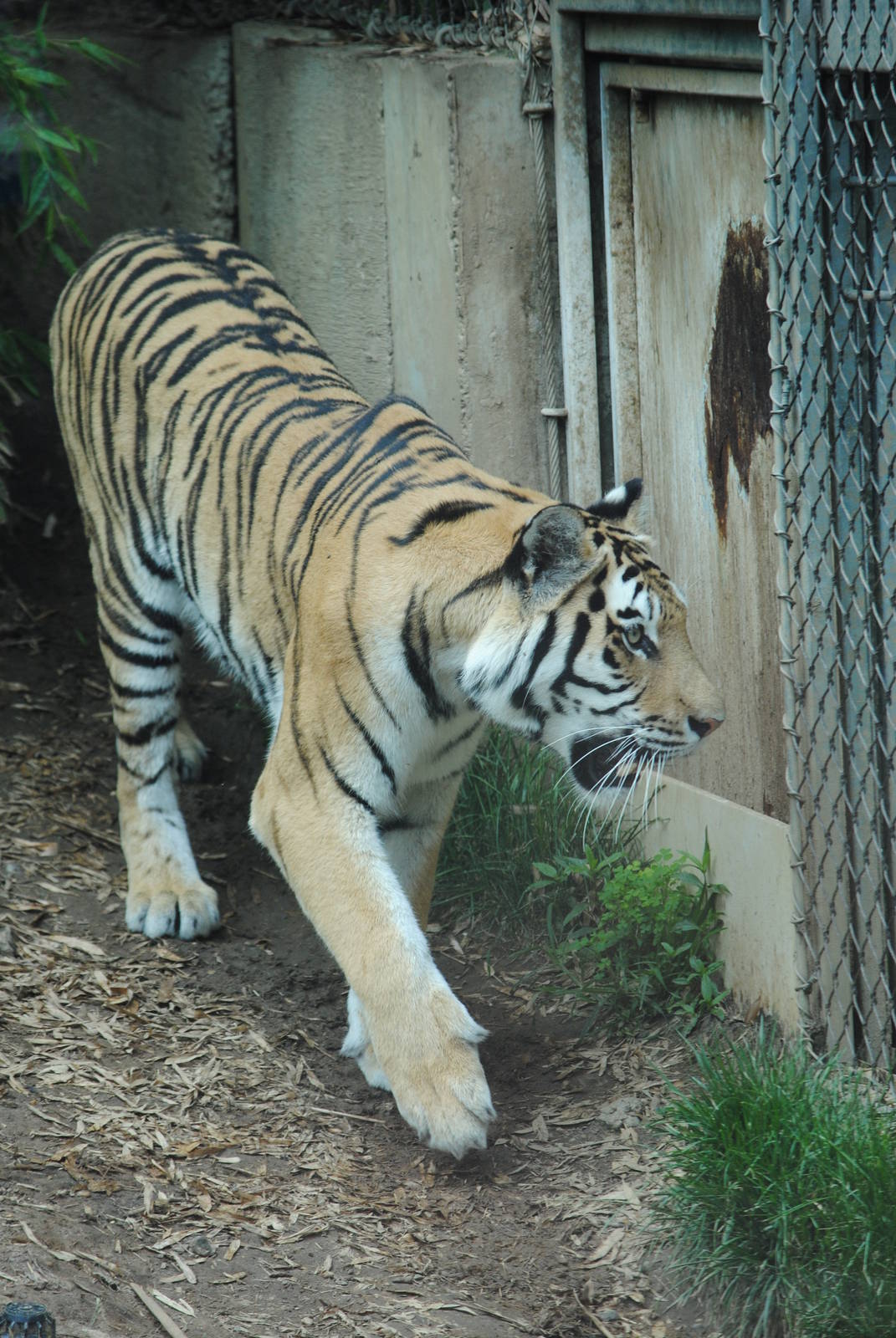 Siberian Tiger