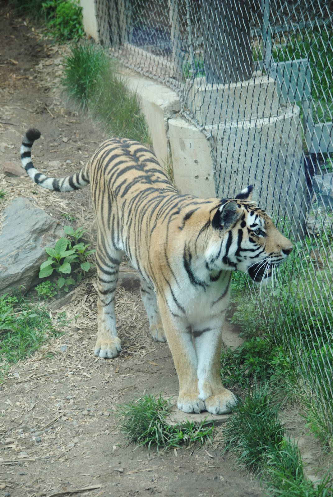 Siberian Tiger