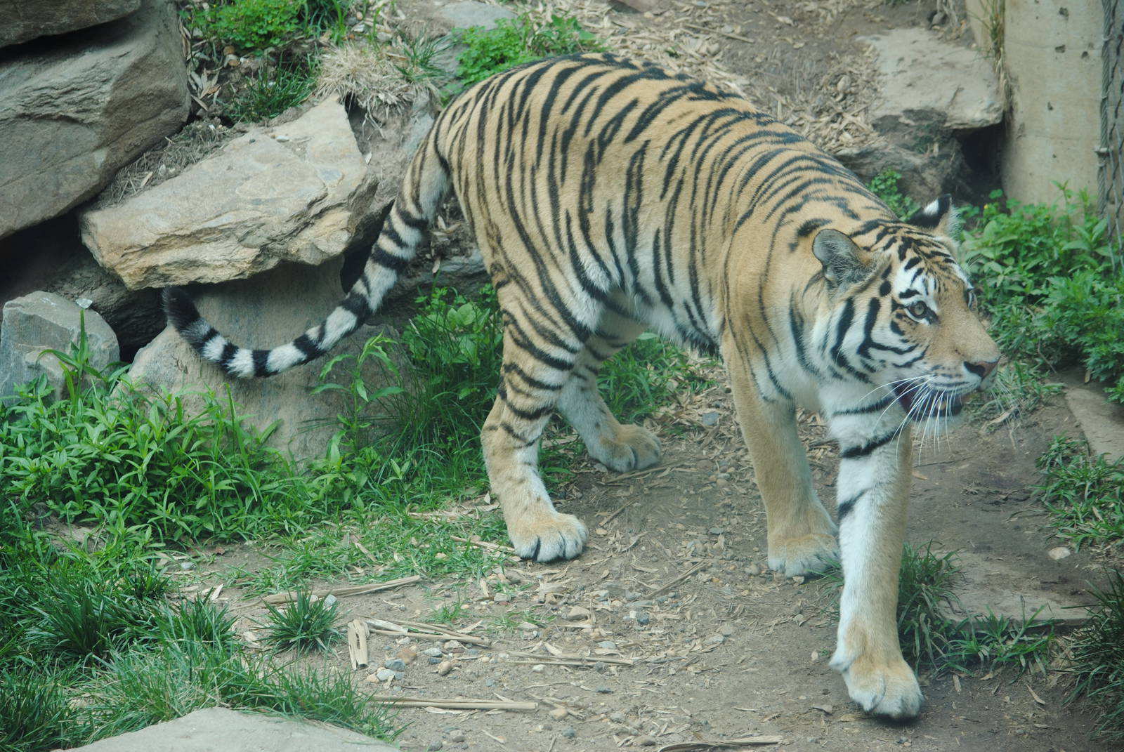Siberian Tiger