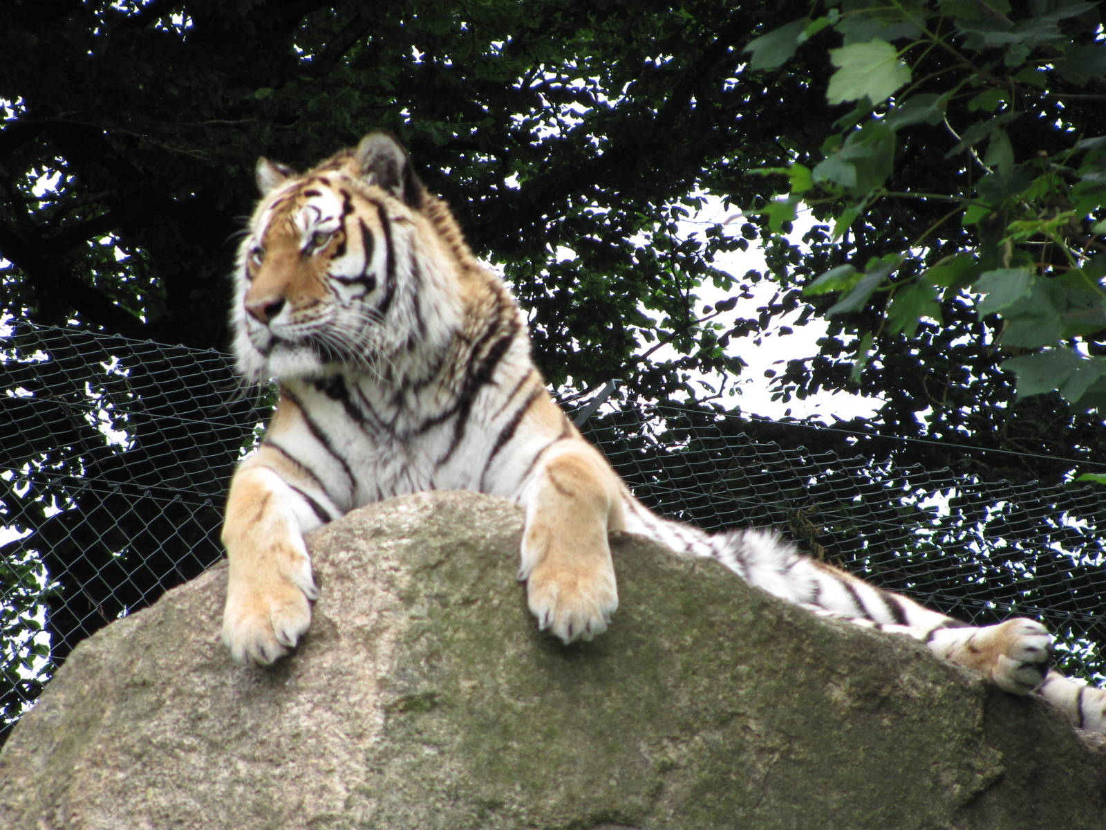 Siberian Tiger