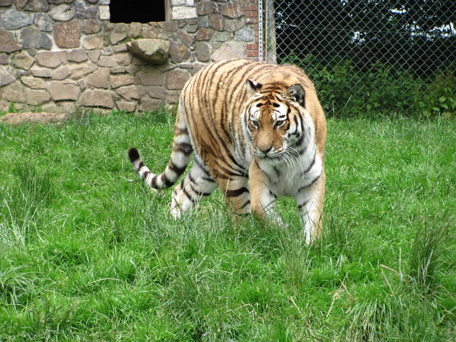 Siberian Tiger