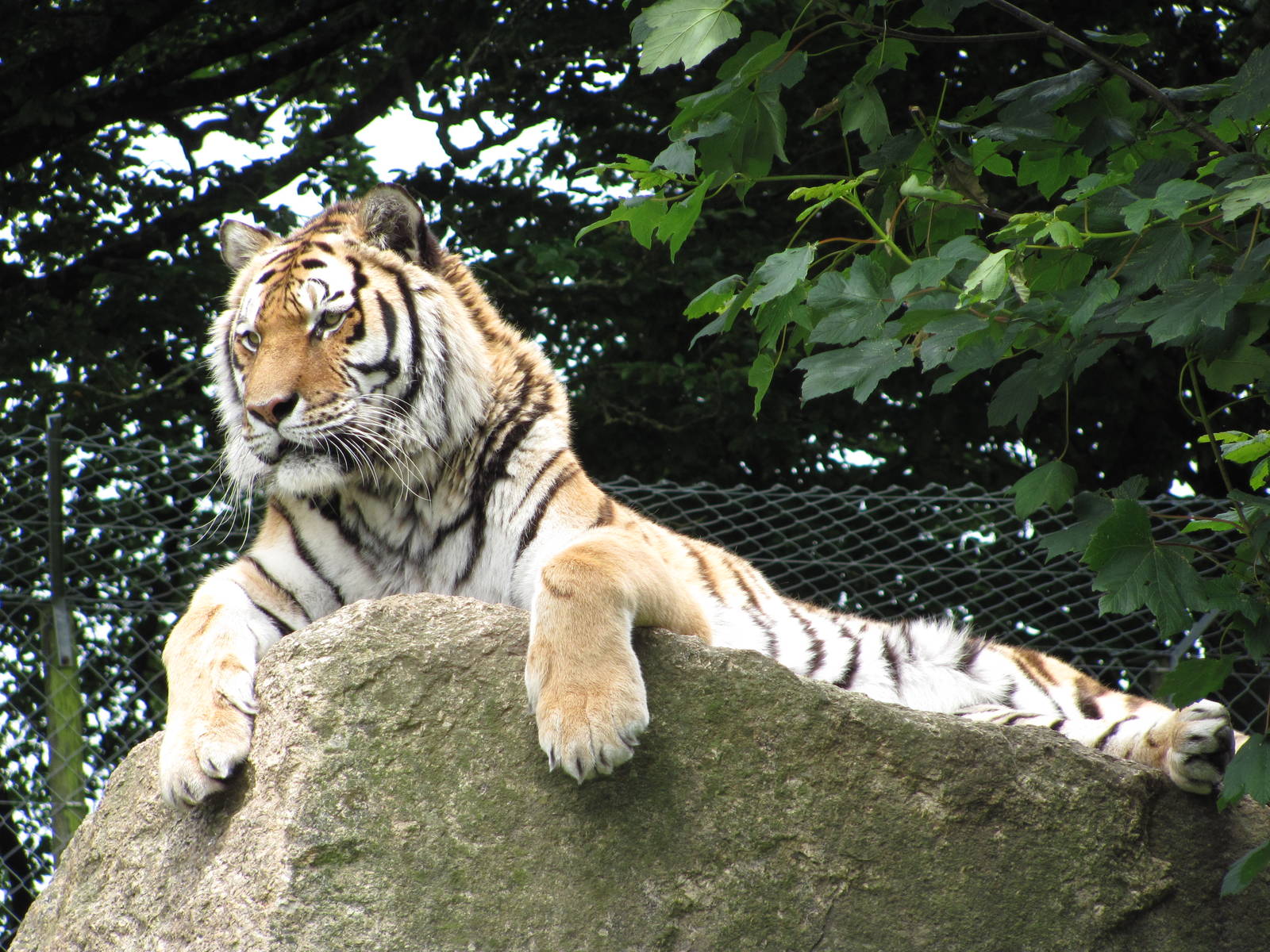 Siberian Tiger