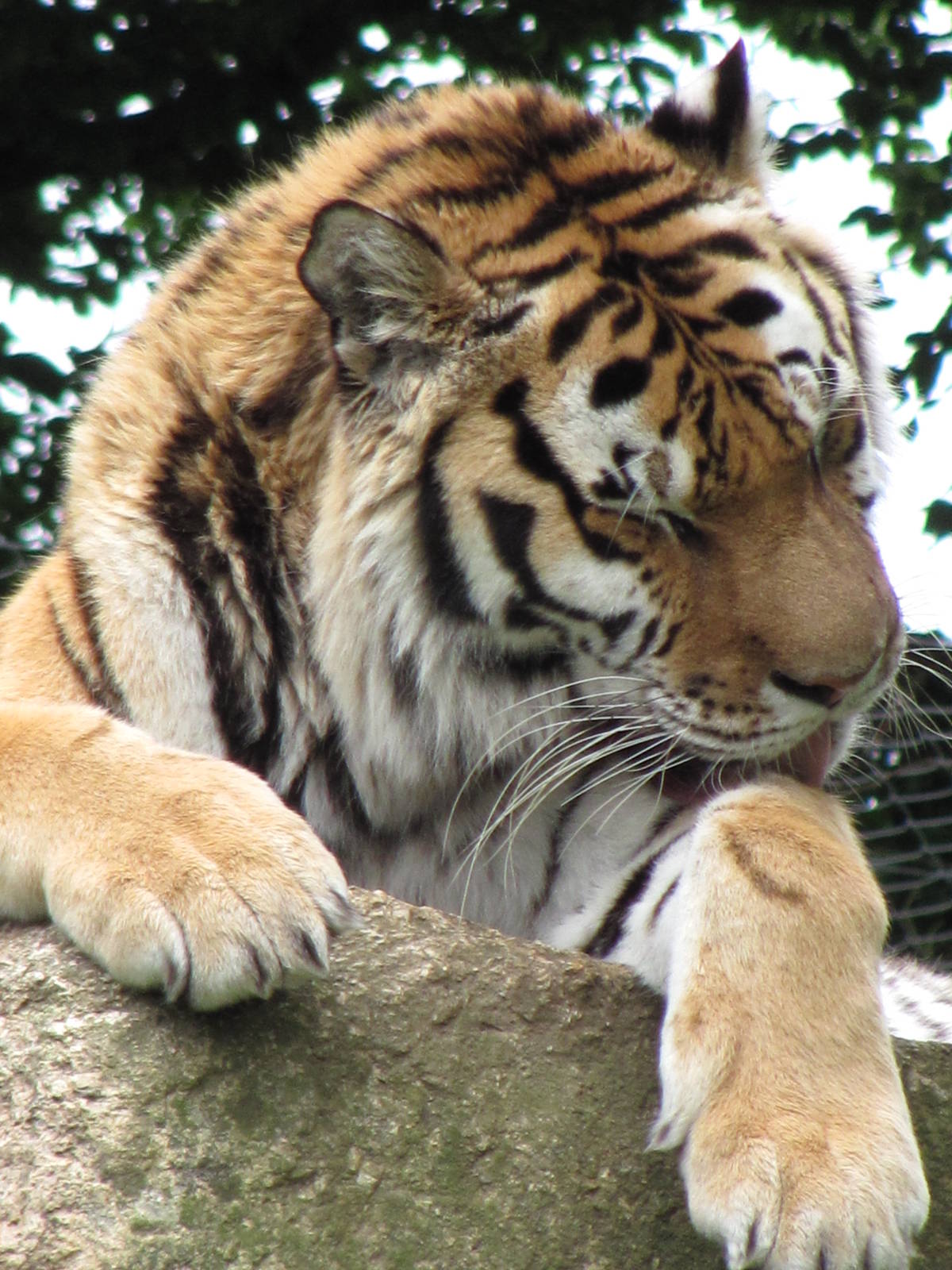Siberian Tiger