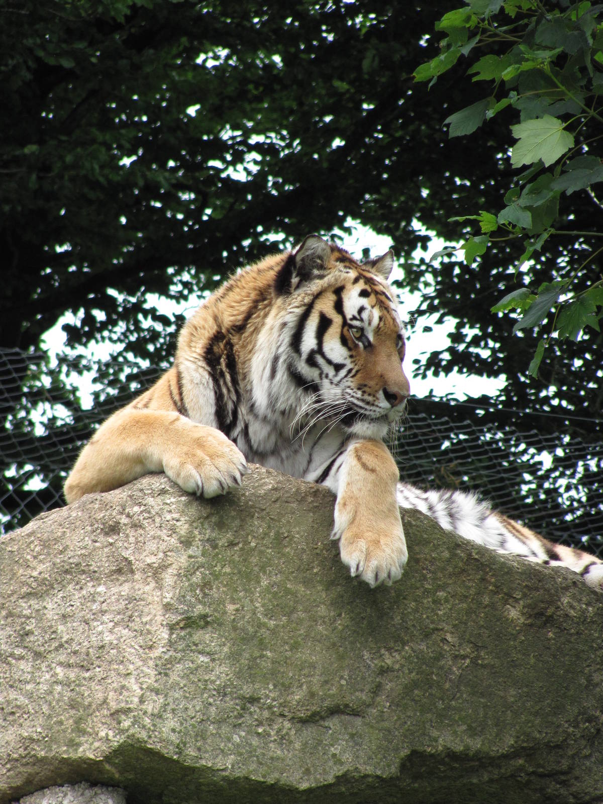 Siberian Tiger