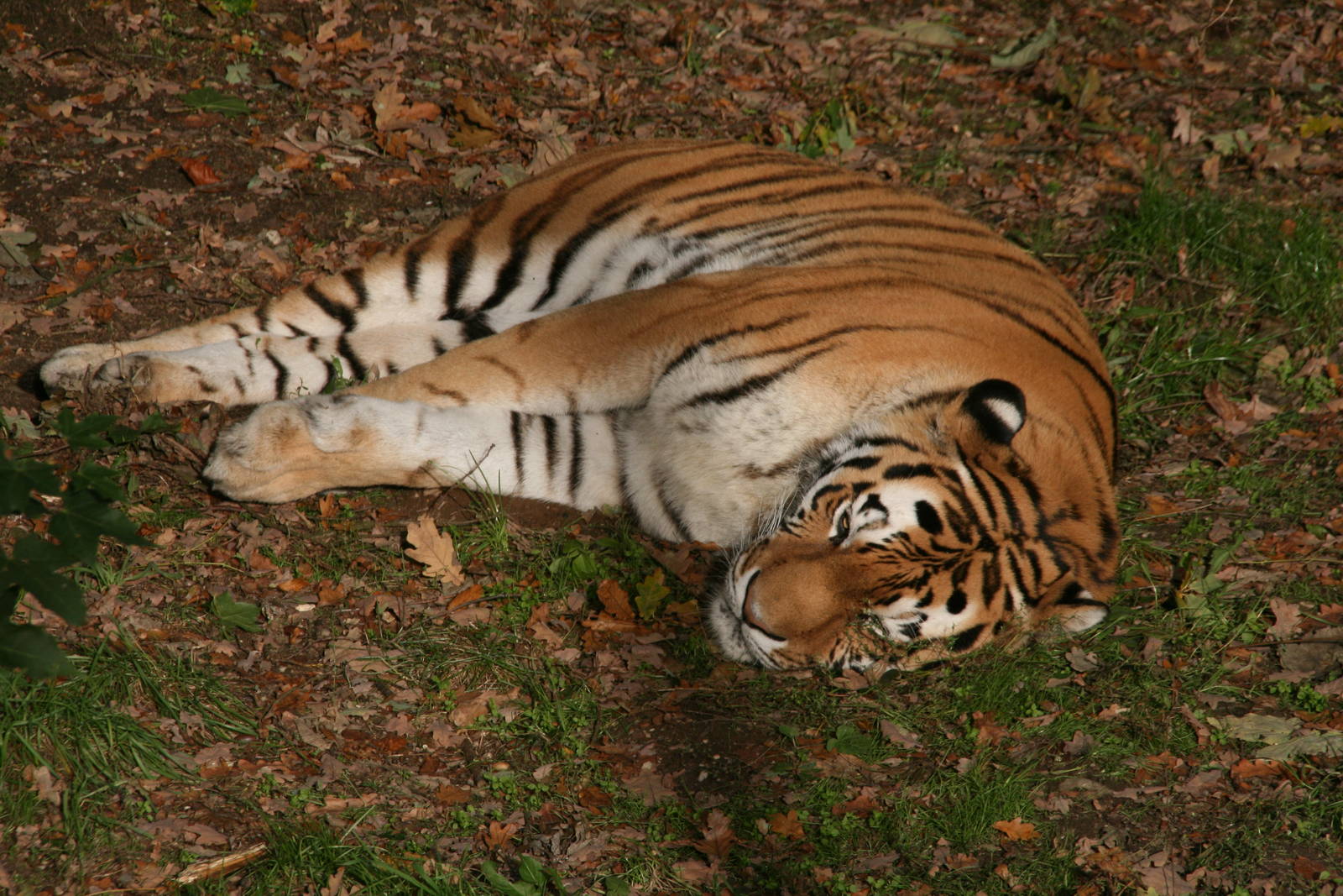 Siberian tiger