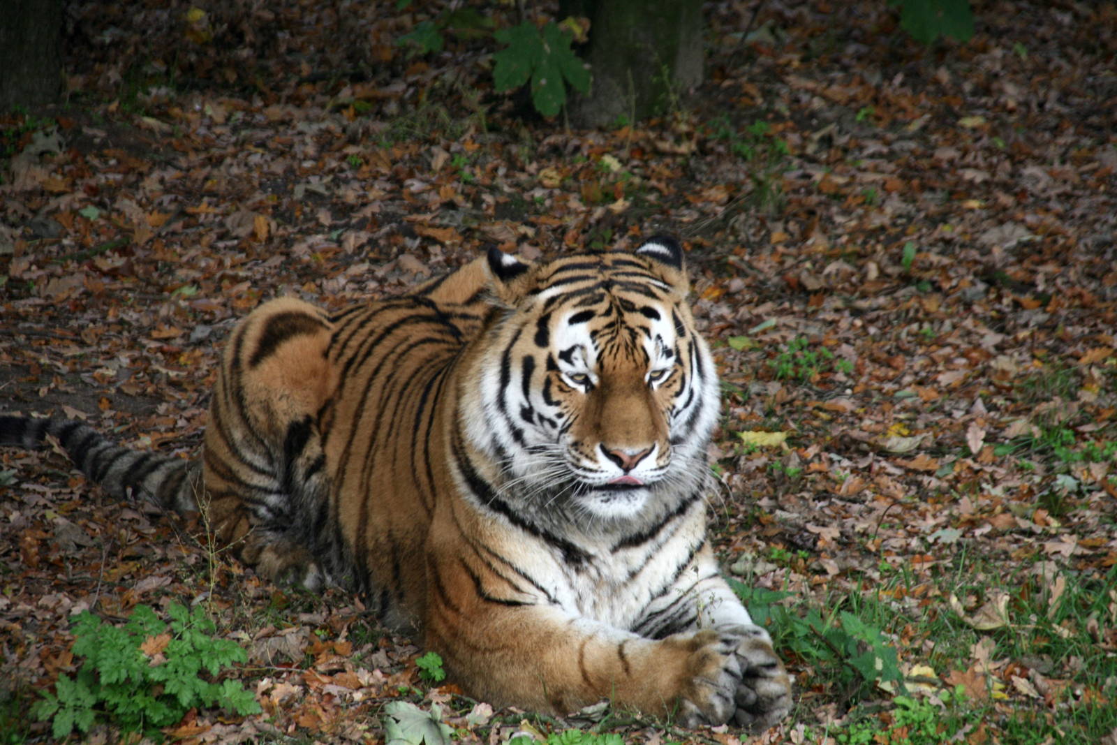 Siberian tiger