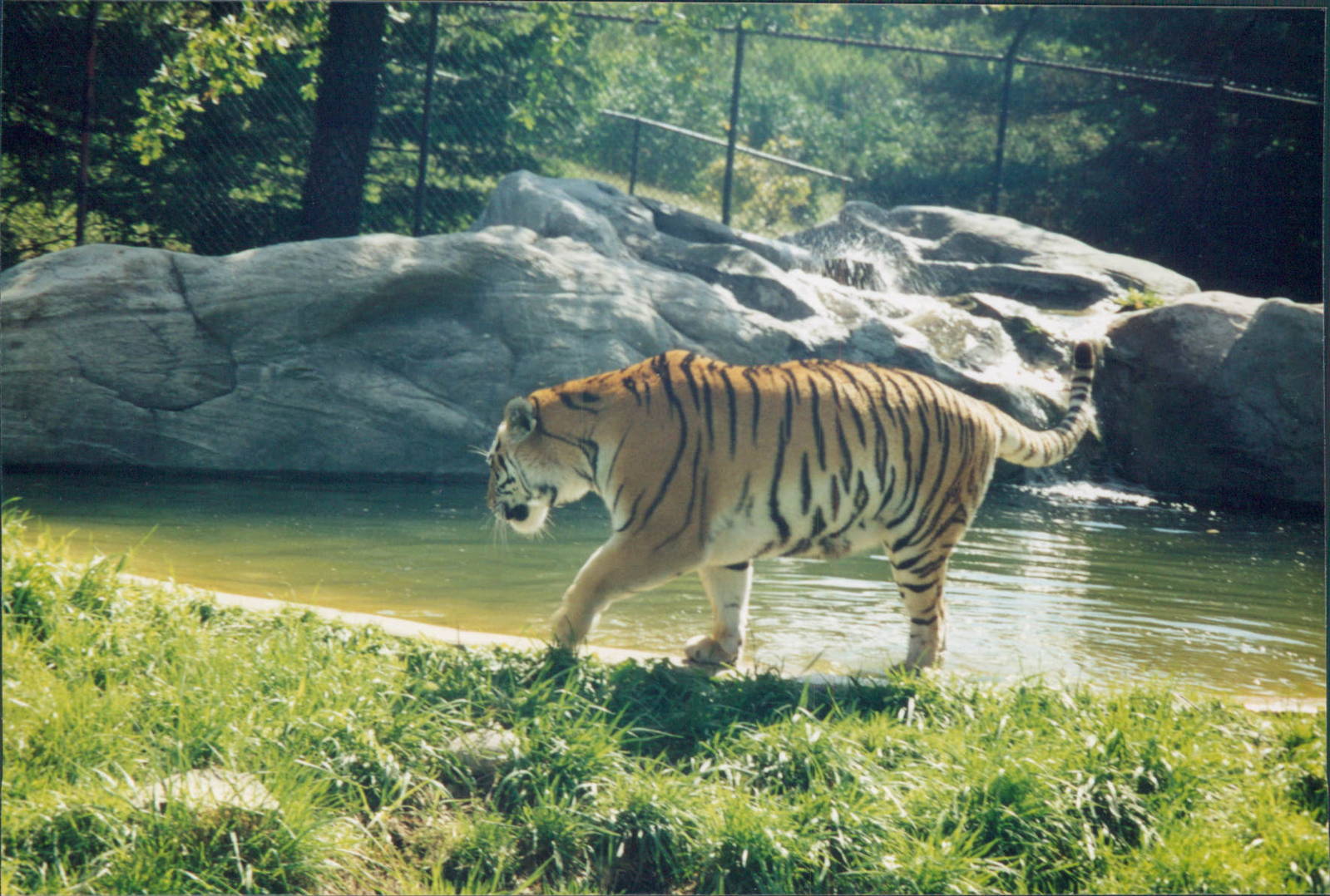 Siberian Tiger