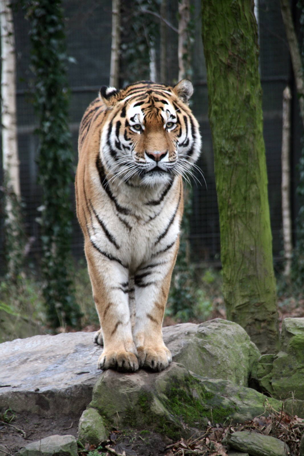 Siberian tiger