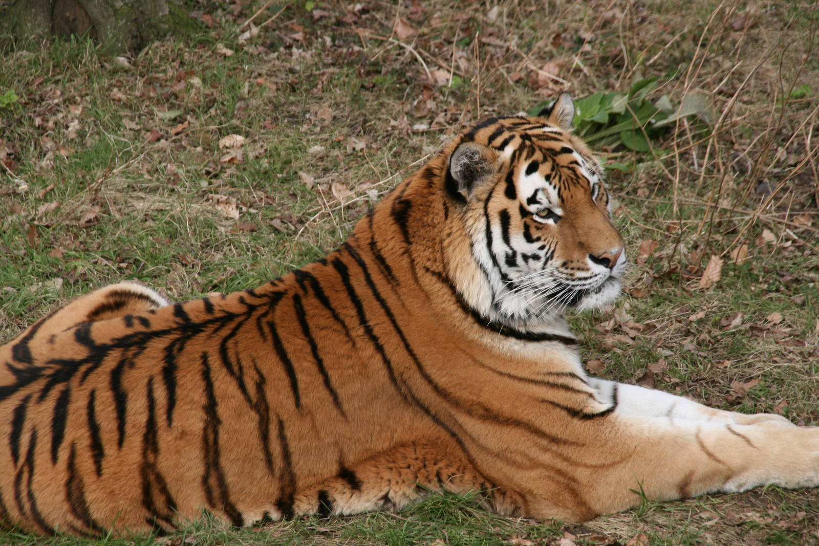 Siberian tiger