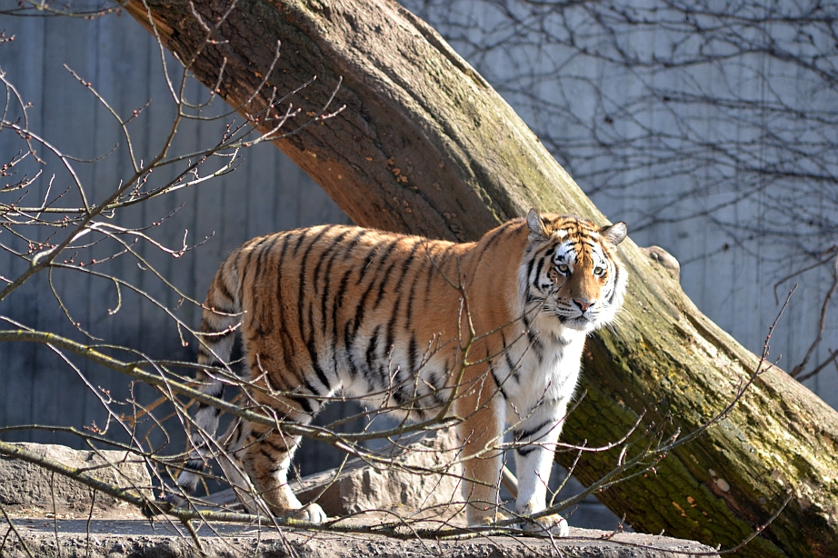Siberian tiger