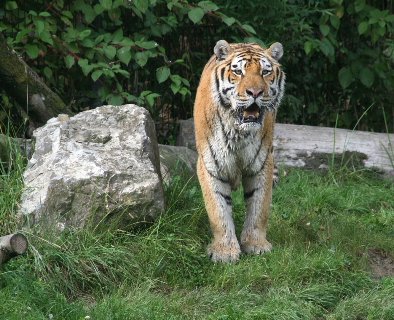 Siberian tiger